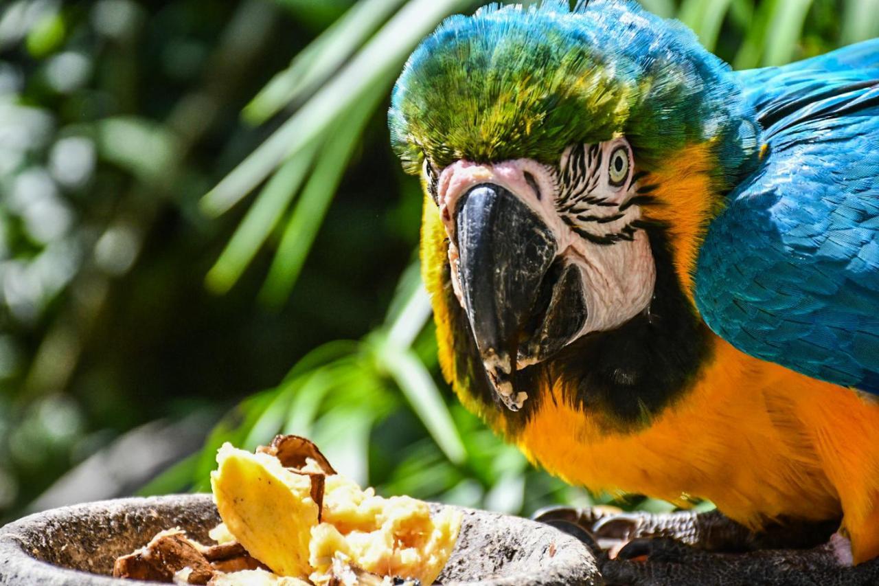 Reserva Biologica Caoba Bonda Eksteriør bilde